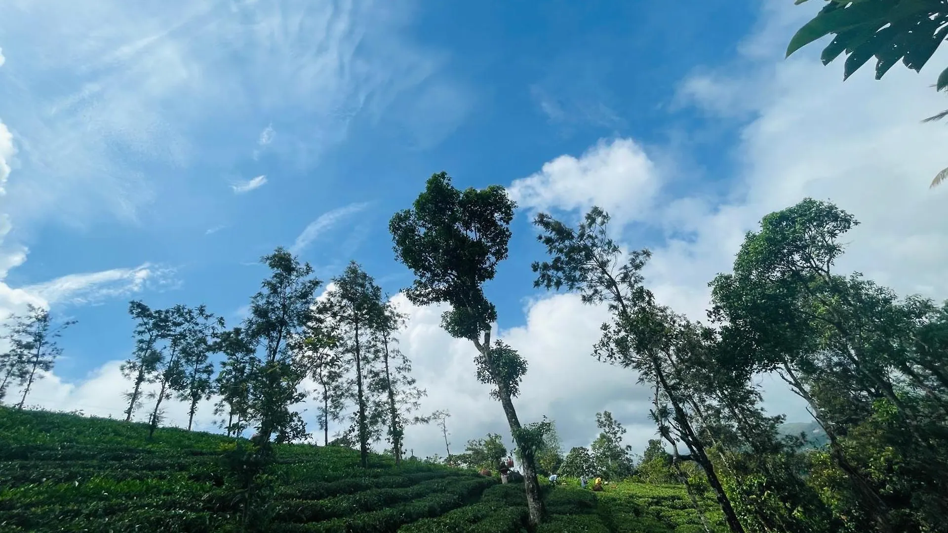 Homestay Best Mist Idukki