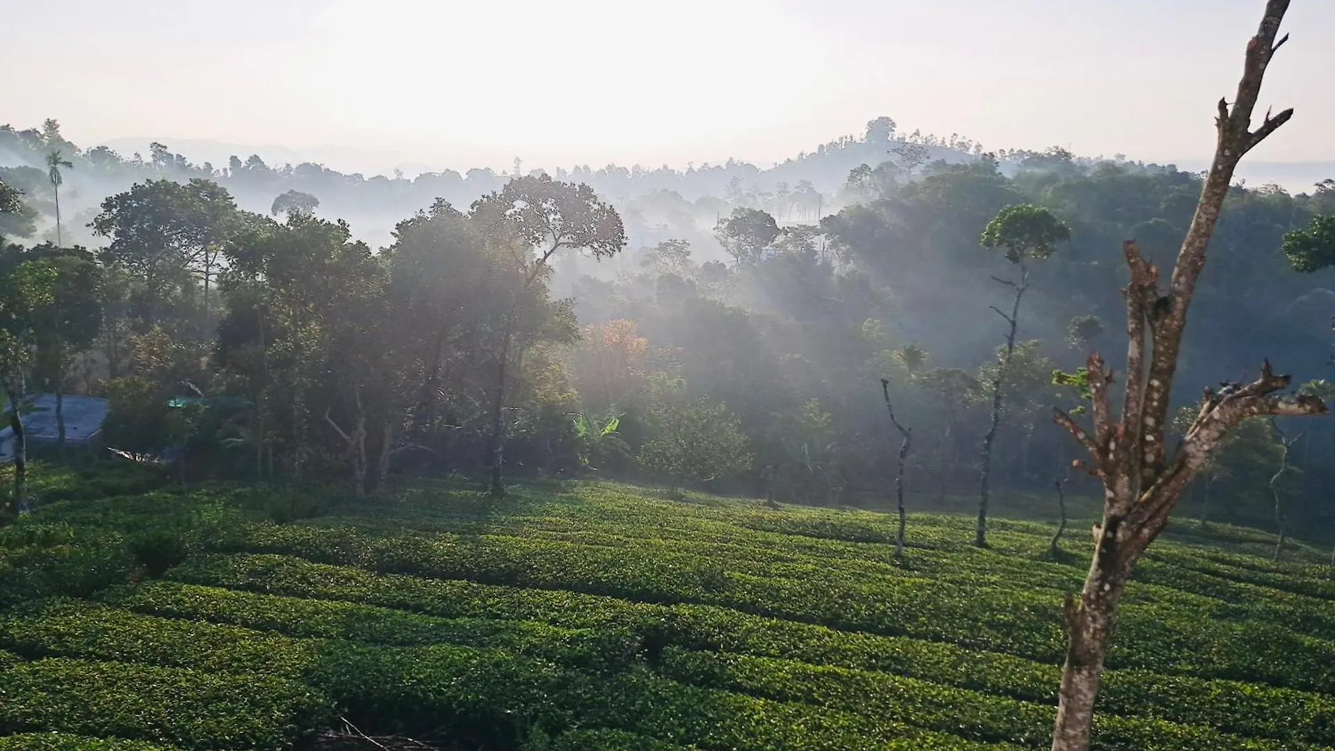 Best Mist Idukki India