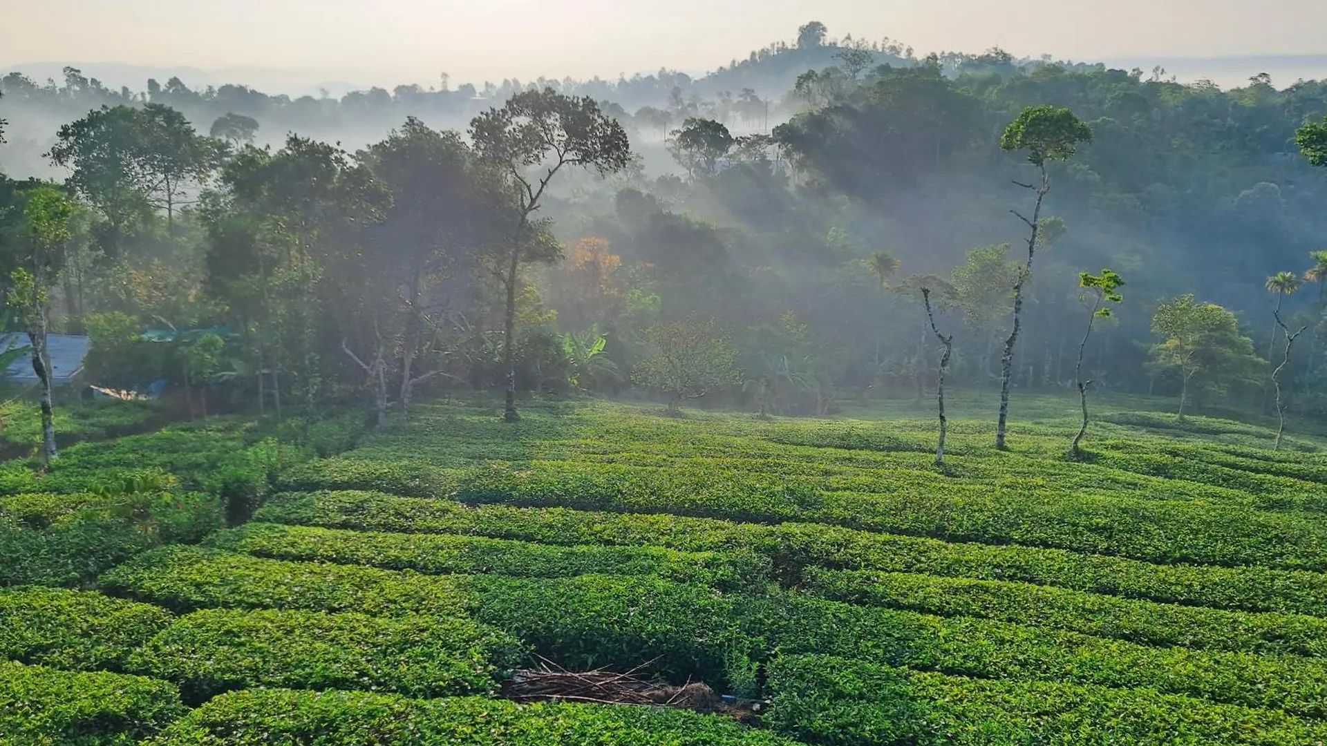 Best Mist Idukki 0*,  India